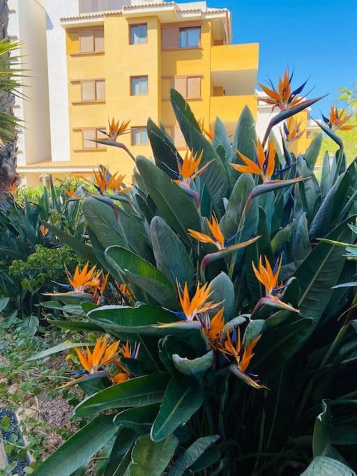 Casa De Flores Torrevieja Exterior foto